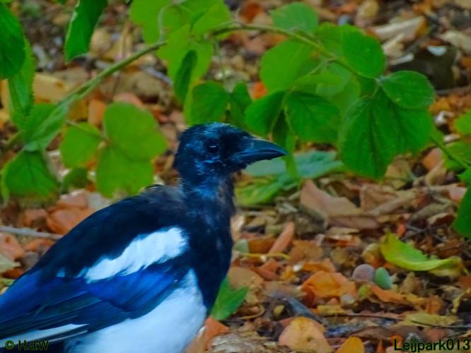 Leijpark013 20 &amp; 21 &amp; 22 &amp; 23 september 2022