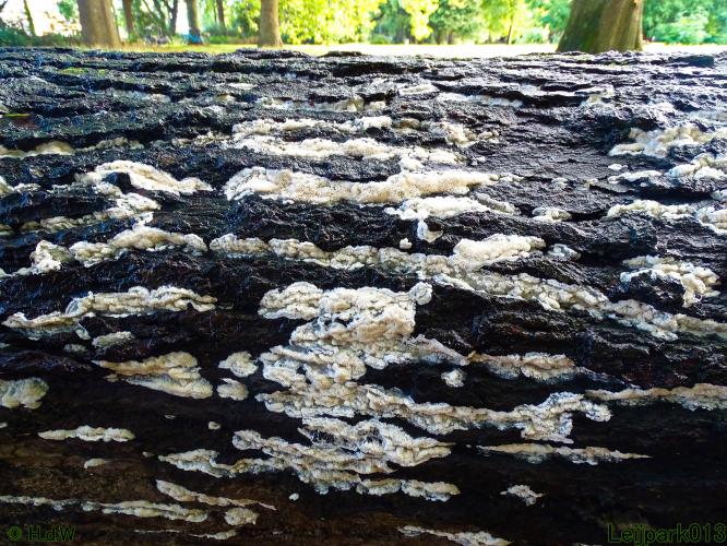 Leijpark013 20 &amp; 21 &amp; 22 &amp; 23 september 2022