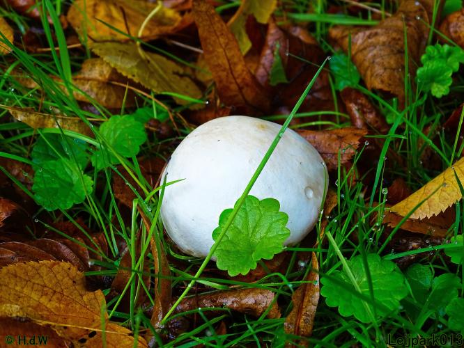 Leijpark013 20 &amp; 21 &amp; 22 &amp; 23 september 2022