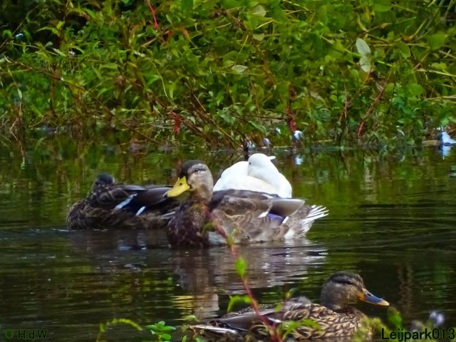 Leijpark013 20 &amp; 21 &amp; 22 &amp; 23 september 2022