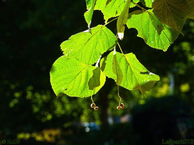 Leijpark013 20 &amp; 21 &amp; 22 &amp; 23 september 2022