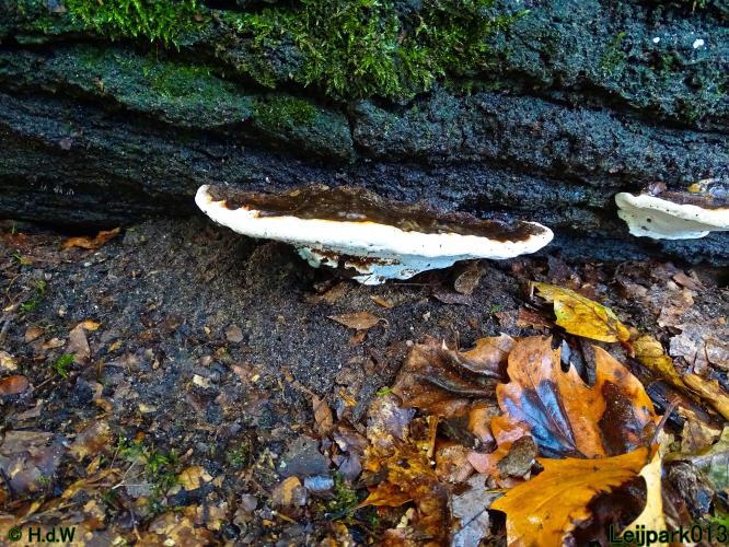 Leijpark013 20 &amp; 21 &amp; 22 &amp; 23 september 2022