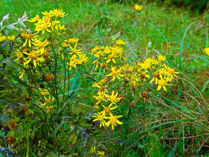 Leijpark013 20 &amp; 21 &amp; 22 &amp; 23 september 2022