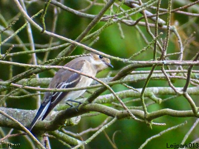 Leijpark013 Bonte Vliegvanger (vrouwtje)
