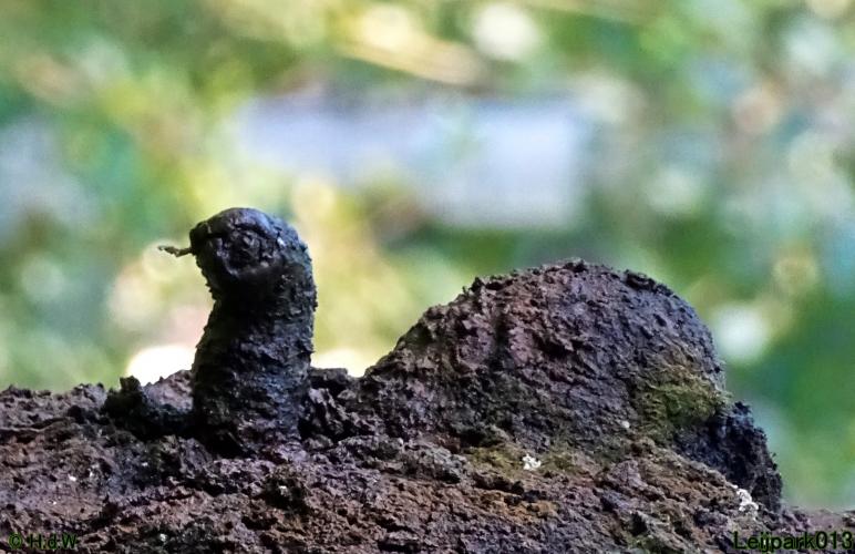 Leijpark013 Schildpad