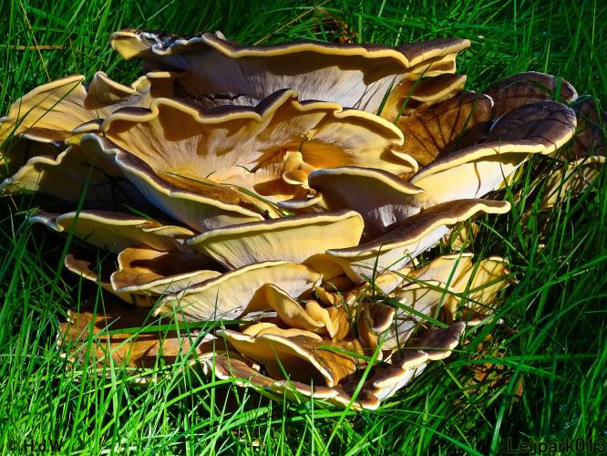 Leijpark013 11 &amp; 12 &amp; 13 &amp; 14 oktober 2022 