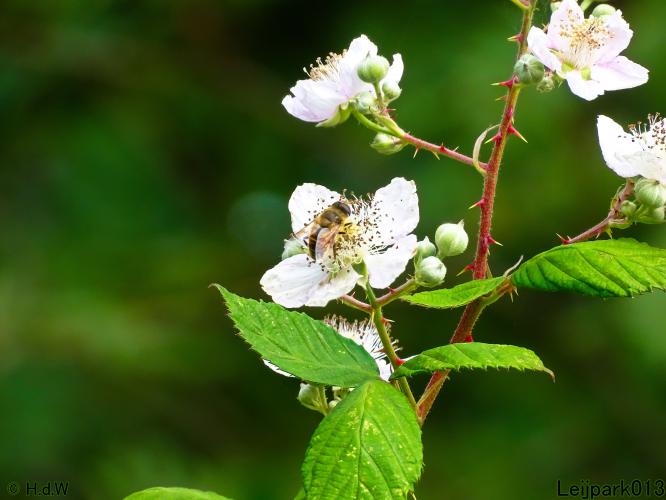 Leijpark013 11 &amp; 12 &amp; 13 &amp; 14 oktober 2022 