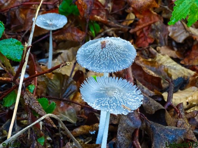 Leijpark013 11 &amp; 12 &amp; 13 &amp; 14 oktober 2022 