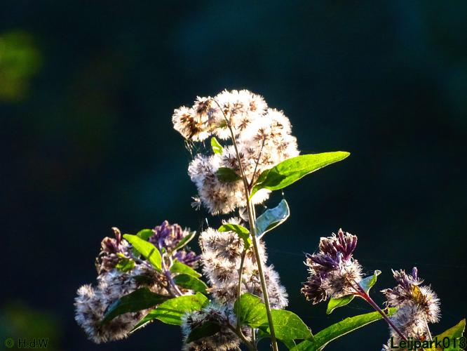 Leijpark013 11 &amp; 12 &amp; 13 &amp; 14 oktober 2022 