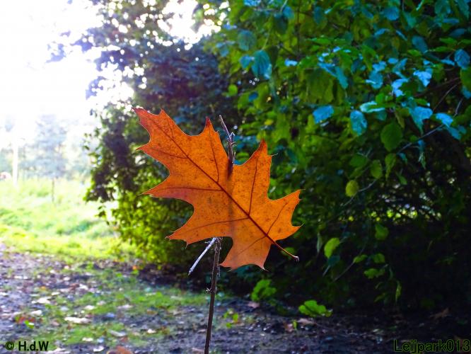 Leijpark013 11 &amp; 12 &amp; 13 &amp; 14 oktober 2022 