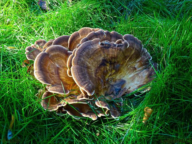 Leijpark013 11 &amp; 12 &amp; 13 &amp; 14 oktober 2022 