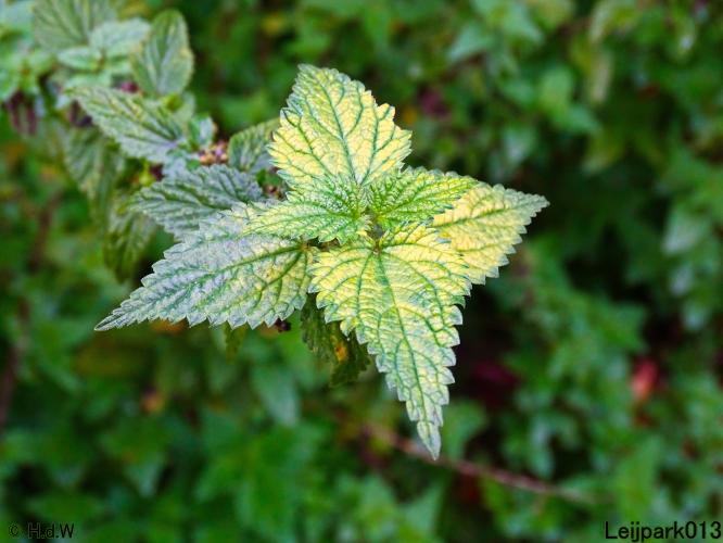 Leijpark013 11 &amp; 12 &amp; 13 &amp; 14 oktober 2022 