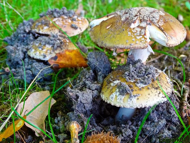 Leijpark013 11 &amp; 12 &amp; 13 &amp; 14 oktober 2022 