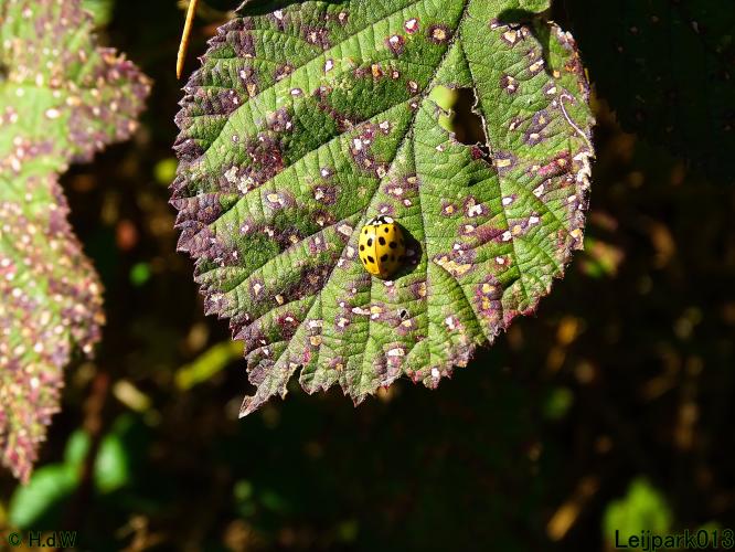Leijpark013 11 &amp; 12 &amp; 13 &amp; 14 oktober 2022 