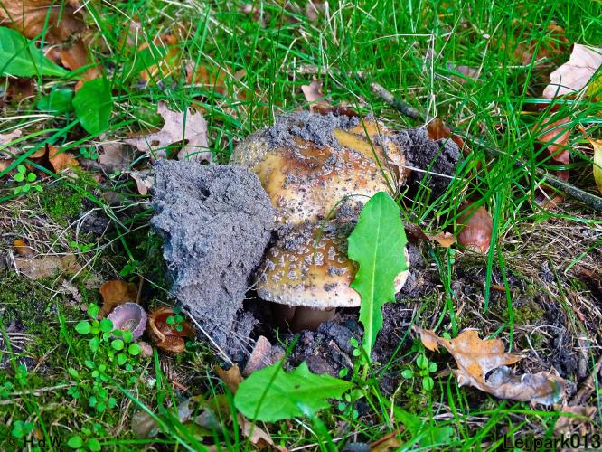 Leijpark013 11 &amp; 12 &amp; 13 &amp; 14 oktober 2022 