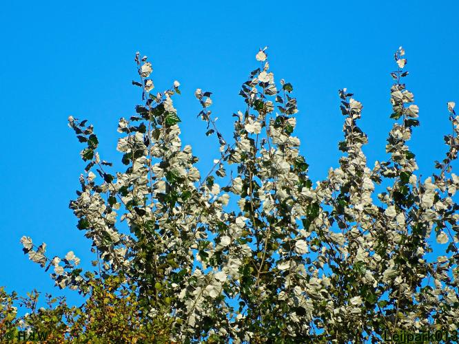 Leijpark013 11 &amp; 12 &amp; 13 &amp; 14 oktober 2022 