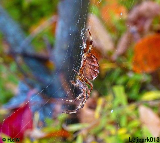 Leijpark013 15 &amp; 16 &amp; 17 &amp; 18 oktober 2022 