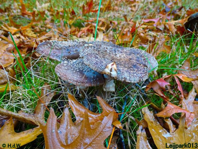 Leijpark013 15 &amp; 16 &amp; 17 &amp; 18 oktober 2022 