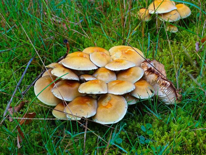 Leijpark013 15 &amp; 16 &amp; 17 &amp; 18 oktober 2022 