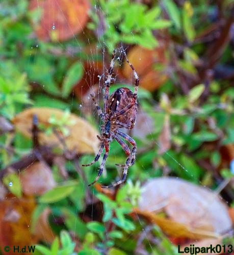 Leijpark013 15 &amp; 16 &amp; 17 &amp; 18 oktober 2022 