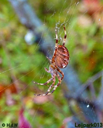 Leijpark013 15 &amp; 16 &amp; 17 &amp; 18 oktober 2022 