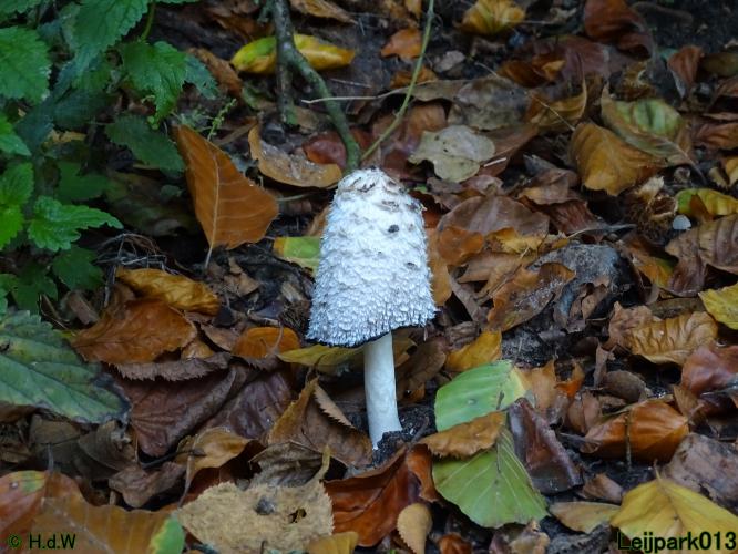 Leijpark013 15 &amp; 16 &amp; 17 &amp; 18 oktober 2022 