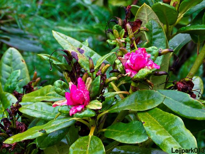 Leijpark013 15 &amp; 16 &amp; 17 &amp; 18 oktober 2022 