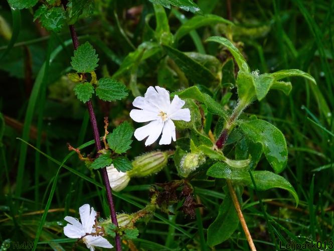 Leijpark013 15 &amp; 16 &amp; 17 &amp; 18 oktober 2022 