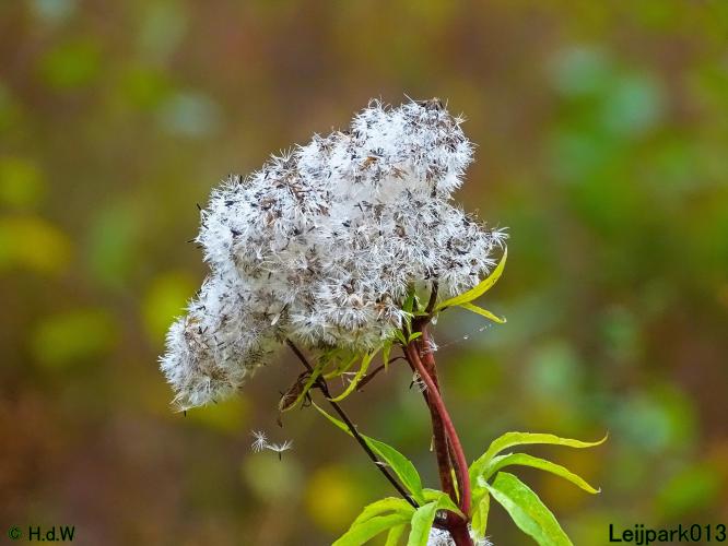 Leijpark013 15 &amp; 16 &amp; 17 &amp; 18 oktober 2022 
