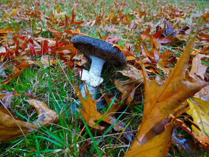 Leijpark013 15 &amp; 16 &amp; 17 &amp; 18 oktober 2022 