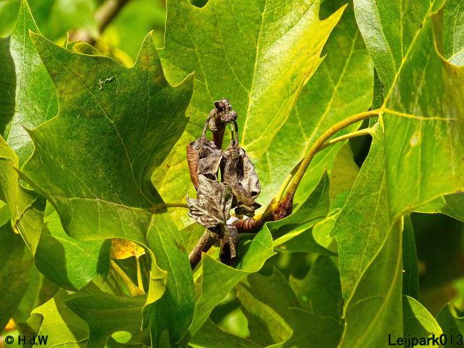 Leijpark013 15 &amp; 16 &amp; 17 &amp; 18 oktober 2022 