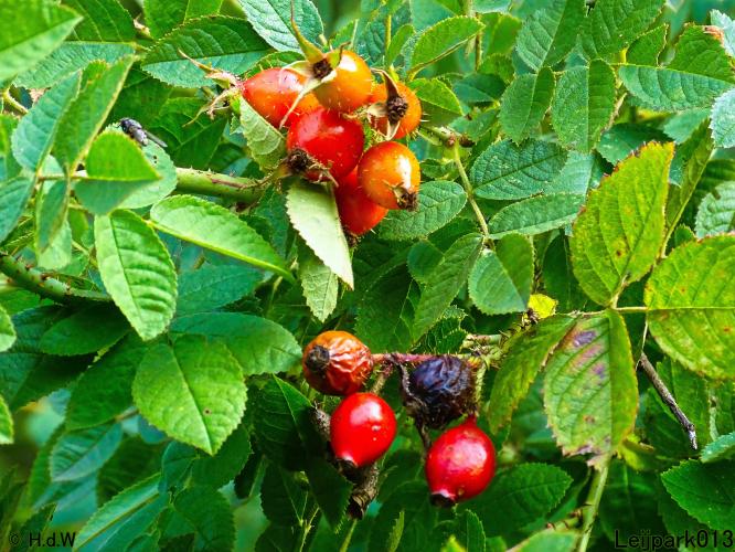 Leijpark013 15 &amp; 16 &amp; 17 &amp; 18 oktober 2022 