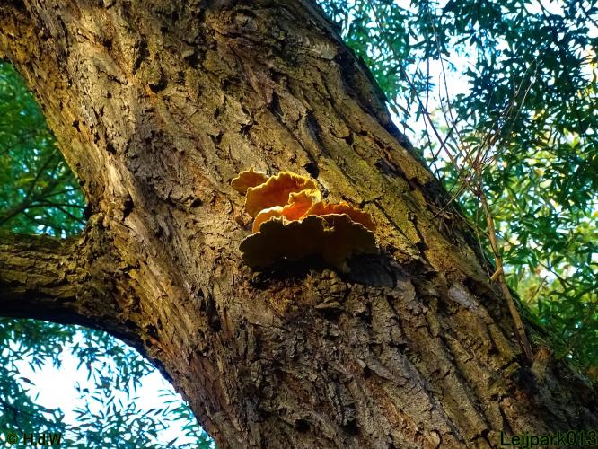 Leijpark013 15 &amp; 16 &amp; 17 &amp; 18 oktober 2022 