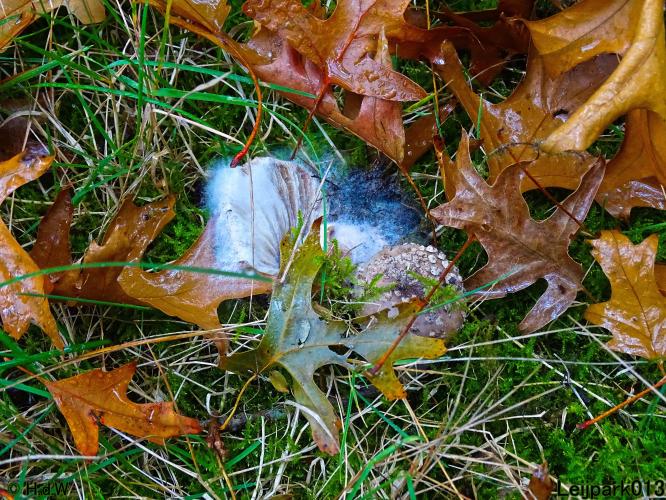 Leijpark013 15 &amp; 16 &amp; 17 &amp; 18 oktober 2022 