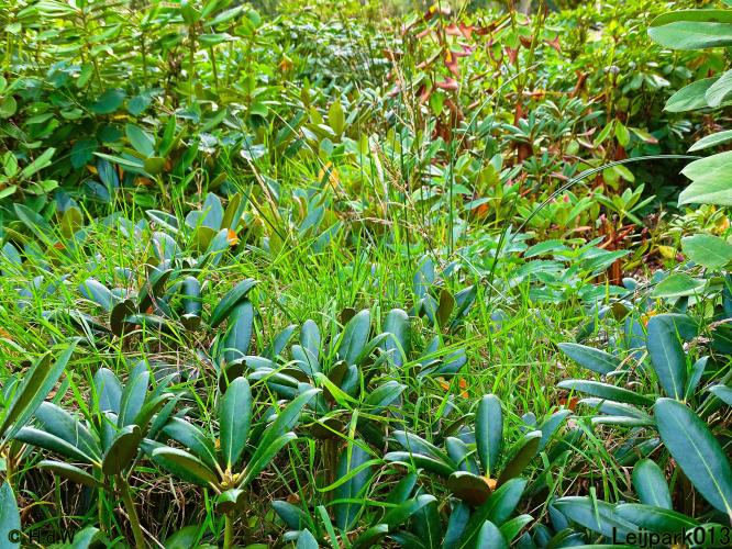 Leijpark013 15 &amp; 16 &amp; 17 &amp; 18 oktober 2022 