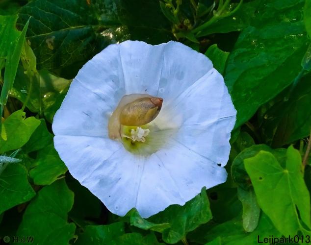 Gewone barnsteenslak Leijpark013 