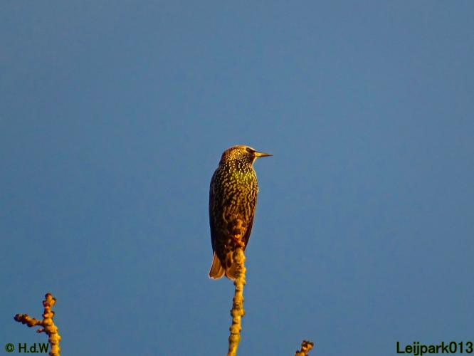 Leijpark013 31 oktober &amp; 1 &amp; 2 november 2022