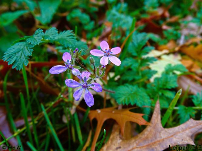 Leijpark013 31 oktober &amp; 1 &amp; 2 november 2022