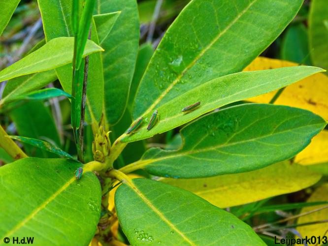 Leijpark013 31 oktober &amp; 1 &amp; 2 november 2022