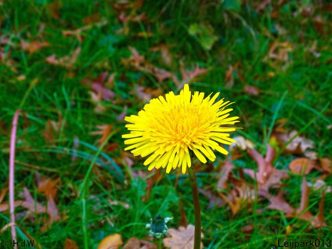 Leijpark013 31 oktober &amp; 1 &amp; 2 november 2022