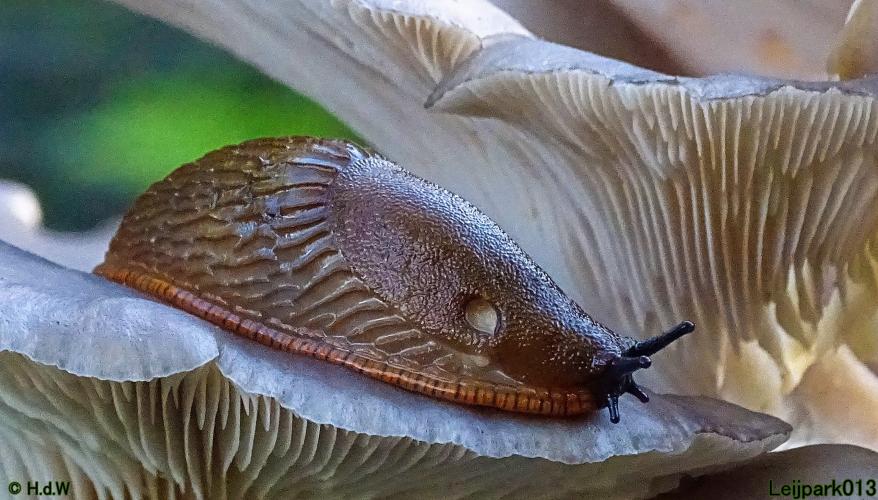 Leijpark013 31 oktober &amp; 1 &amp; 2 november 2022