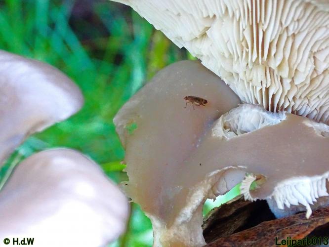 Leijpark013 31 oktober &amp; 1 &amp; 2 november 2022