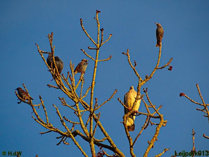 Leijpark013 31 oktober &amp; 1 &amp; 2 november 2022