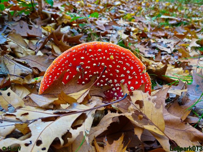 Leijpark013 31 oktober &amp; 1 &amp; 2 november 2022