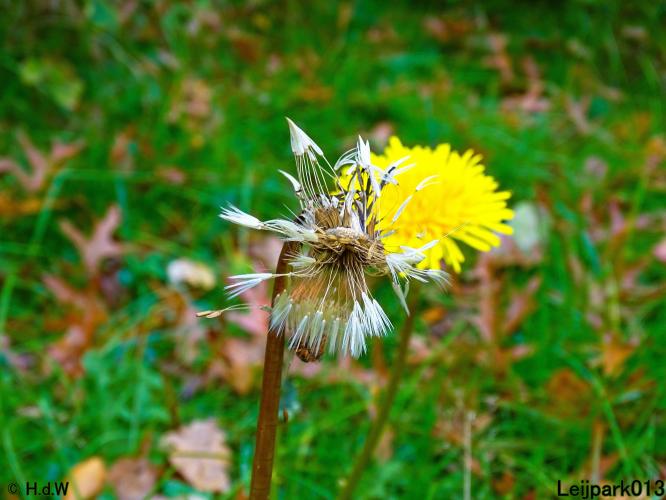 Leijpark013 31 oktober &amp; 1 &amp; 2 november 2022