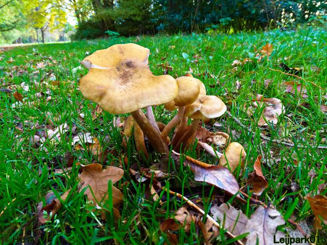 Leijpark013 31 oktober &amp; 1 &amp; 2 november 2022