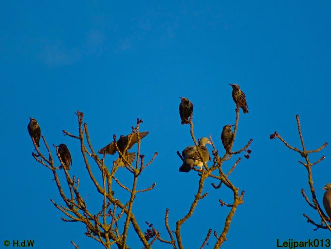 Leijpark013 31 oktober &amp; 1 &amp; 2 november 2022