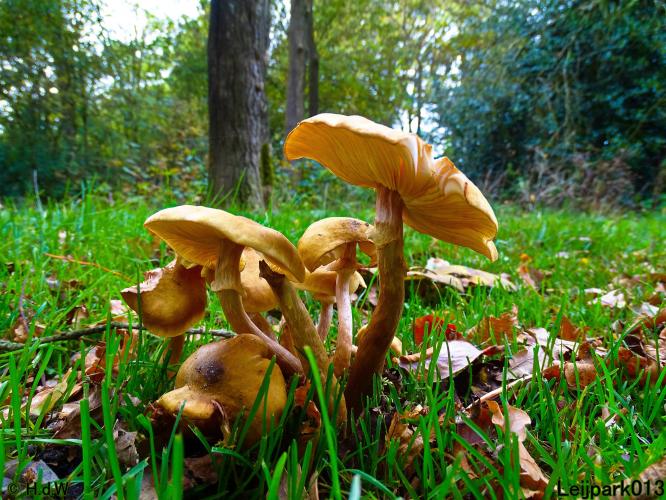 Leijpark013 31 oktober &amp; 1 &amp; 2 november 2022