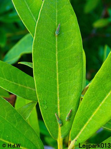 Leijpark013 31 oktober &amp; 1 &amp; 2 november 2022