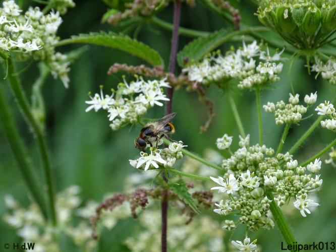 Gitjes  (zweefvliegen)  Leijpark013 